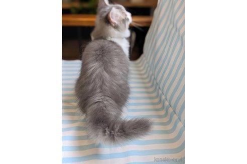 成約済の埼玉県のミヌエット-80589の2枚目