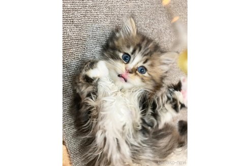 成約済の神奈川県のサイベリアン-77039の2枚目