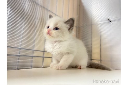 成約済の千葉県のラグドール-80601の6枚目
