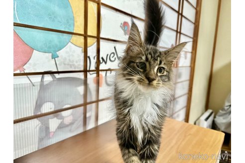 成約済の愛知県のメインクーン-80714の3枚目
