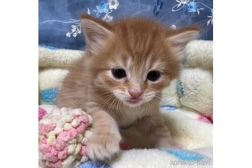 成約済の千葉県のマンチカン-80715の3枚目