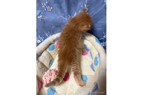 成約済の千葉県のマンチカン-80715の5枚目