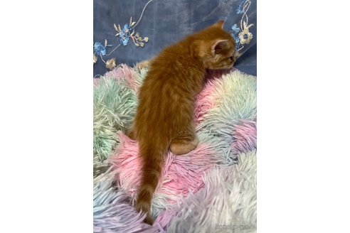 成約済の千葉県のマンチカン-80716の6枚目