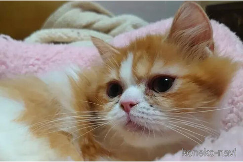 成約済の愛知県のエキゾチックショートヘア-80727の3枚目