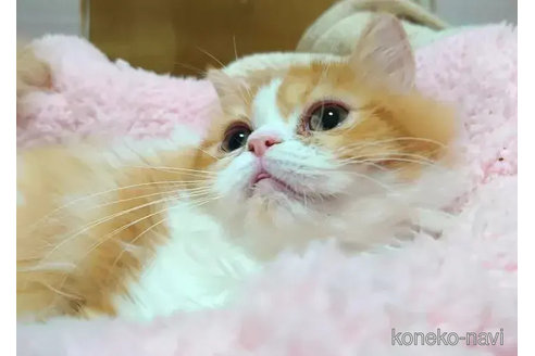 成約済の愛知県のエキゾチックショートヘア-80727の4枚目