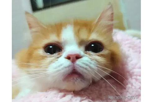 成約済の愛知県のエキゾチックショートヘア-80727の5枚目