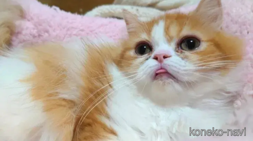 成約済の愛知県のエキゾチックショートヘア-80727の1枚目