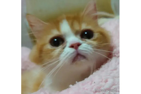 成約済の愛知県のエキゾチックショートヘア-80727の2枚目