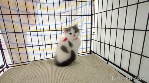 成約済の茨城県のブリティッシュショートヘア-76574の2枚目
