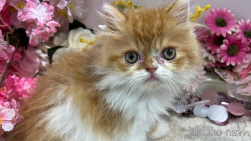 成約済の広島県のスコティッシュフォールド-76184の1枚目