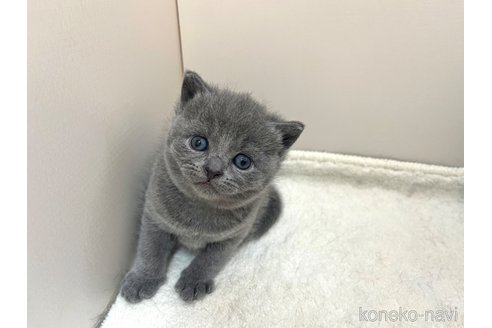 成約済の岡山県のブリティッシュショートヘア-80733の3枚目