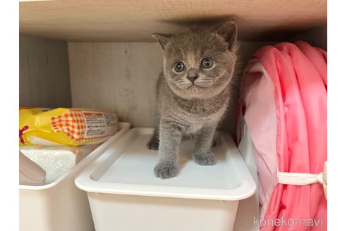 成約済の岡山県のブリティッシュショートヘア-80733の2枚目