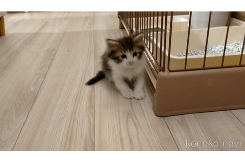 成約済の埼玉県のノルウェージャンフォレストキャット-80176の13枚目