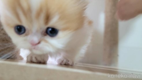 成約済の長野県のエキゾチックショートヘア-81040の6枚目