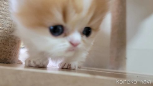 成約済の長野県のエキゾチックショートヘア-81040の4枚目