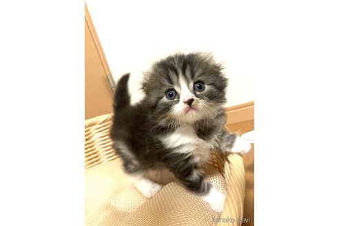 成約済の三重県のスコティッシュフォールド(折れ耳)-81108の4枚目