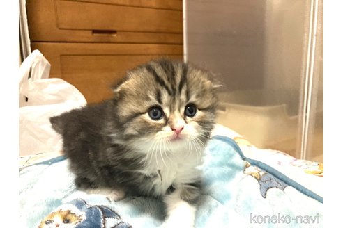 成約済の三重県のスコティッシュフォールド(折れ耳)-81115の4枚目