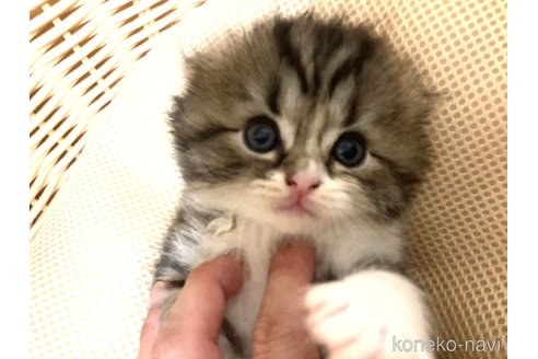 成約済の三重県のスコティッシュフォールド(折れ耳)-81115の3枚目