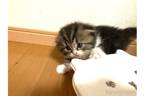 成約済の三重県のスコティッシュフォールド(折れ耳)-81115の2枚目