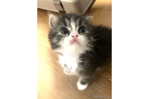 成約済の三重県のスコティッシュフォールド-81118の4枚目
