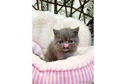 成約済の大阪府のエキゾチックショートヘア-81141の4枚目
