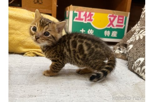 成約済の徳島県のベンガル-81200の7枚目