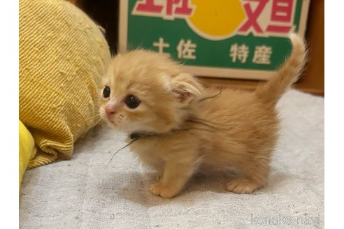 成約済の徳島県のマンチカン(短足)-81201の8枚目