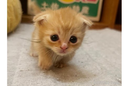 販売中の徳島県のマンチカン(短足)-81201の4枚目