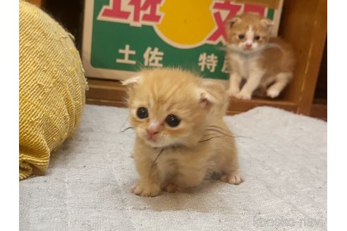 販売中の徳島県のマンチカン(短足)-81201の3枚目