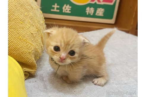 販売中の徳島県のマンチカン(短足)-81201の7枚目