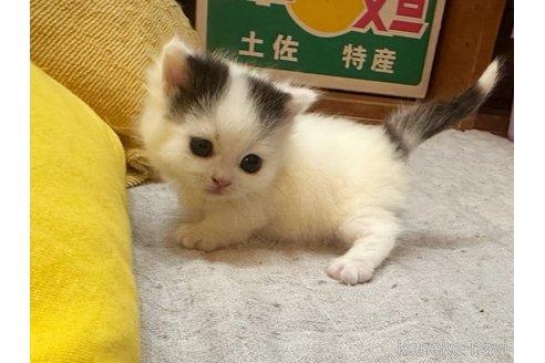 成約済の徳島県のマンチカン(短足)-81202の5枚目