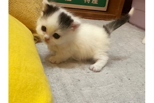 成約済の徳島県のマンチカン(短足)-81202の4枚目