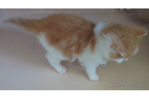 成約済の愛媛県のミックス-81225の3枚目