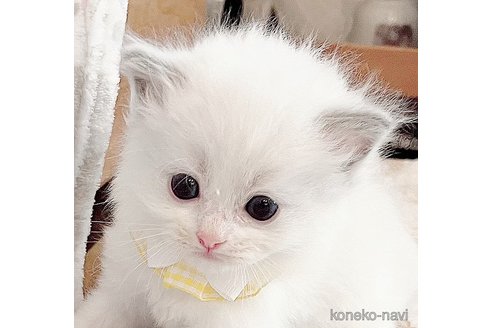成約済の福島県のラグドール-81230の2枚目