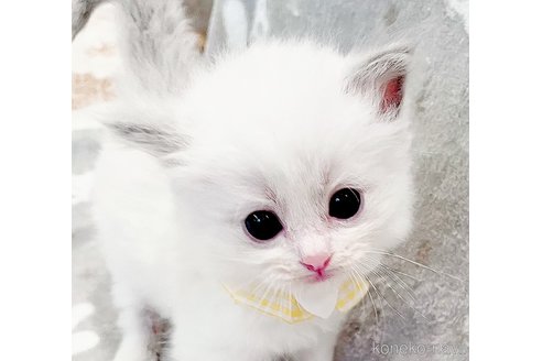 成約済の福島県のラグドール-81230の5枚目