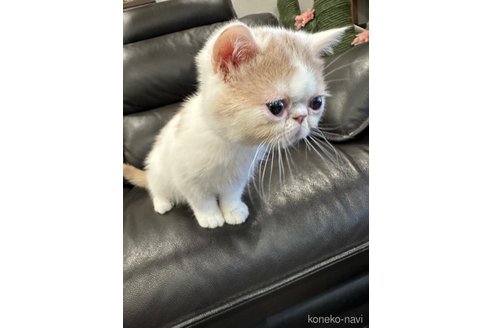 成約済の京都府のエキゾチックショートヘア-76925の3枚目