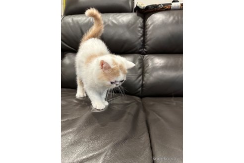 成約済の京都府のエキゾチックショートヘア-76925の2枚目