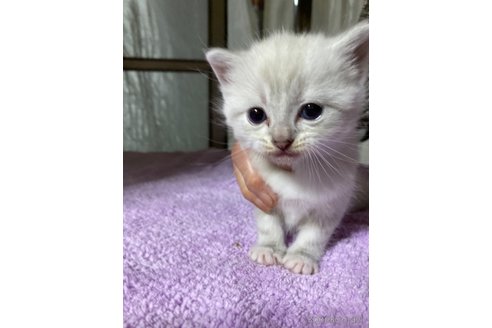 成約済の神奈川県のマンチカン-81234の9枚目