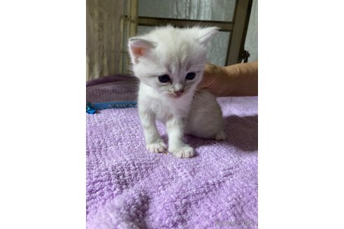 成約済の神奈川県のマンチカン-81234の10枚目