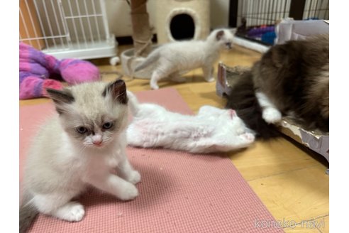 成約済の愛知県のラグドール-79634の4枚目