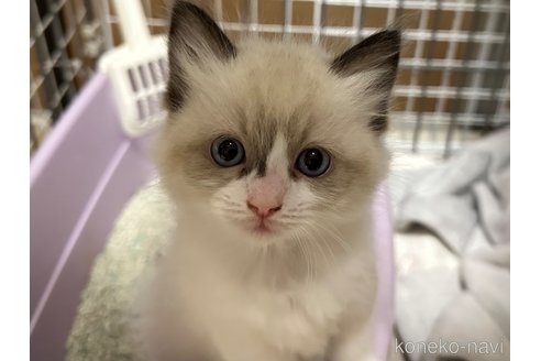 成約済の愛知県のラグドール-79634の5枚目