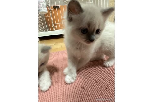 成約済の愛知県のラグドール-79632の3枚目