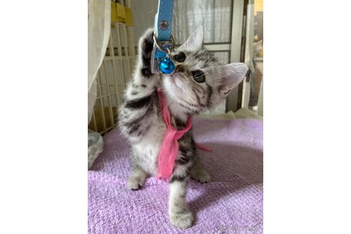 成約済の神奈川県のマンチカン-79039の20枚目
