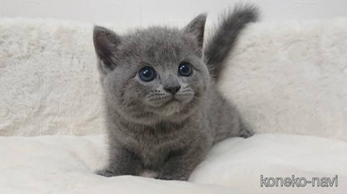 成約済の埼玉県のブリティッシュショートヘア-79967の1枚目