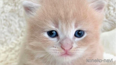 成約済の埼玉県のサイベリアン-79615の8枚目