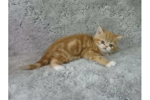 成約済の神奈川県のエキゾチックショートヘア-81265の3枚目