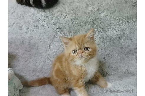 成約済の神奈川県のエキゾチックショートヘア-81266の7枚目