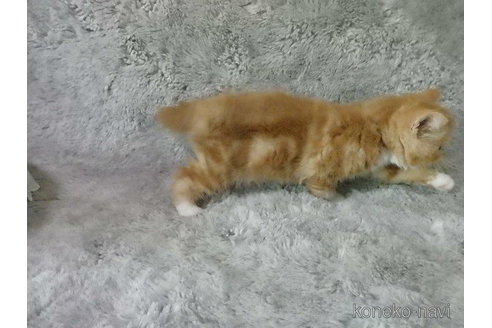 成約済の神奈川県のエキゾチックショートヘア-81266の3枚目