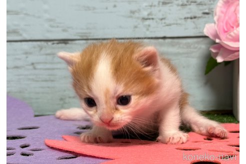 成約済の埼玉県のスコティッシュフォールド-78895の14枚目
