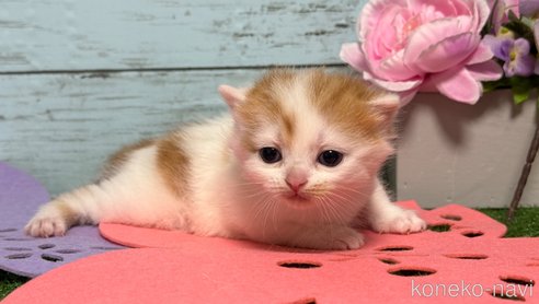 成約済の埼玉県のスコティッシュフォールド-78896の21枚目